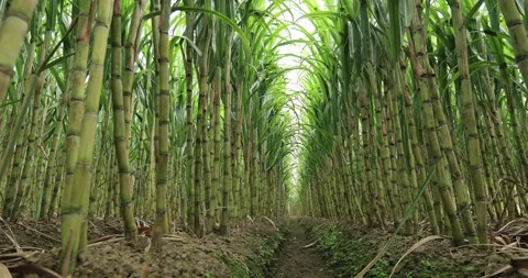 Sugarcane plants growing at field Stock Footage 259332934
