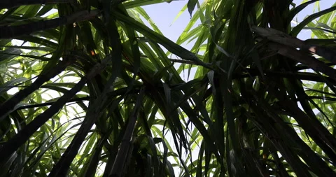 Sugarcane plants growing under blue sky Stock Footage 161448425
