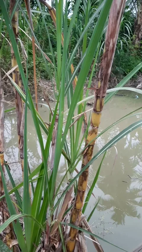 Sugarcane plants by murky waterside in vertical frame Stock Footage 310463948
