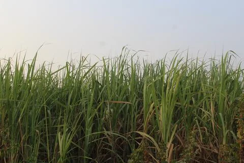 Sugarcane plants Stock Photos
