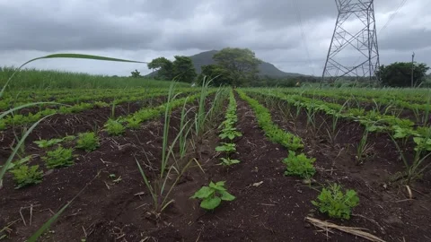 Sugarcane rows mixed with peanut and ghevda crops show polyculture intercropping 库存影片 341272219