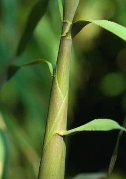 Sugarcane (Saccharum) Stock Photos