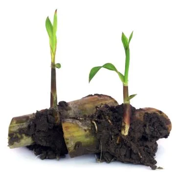Sugarcane seedling Stock Photos