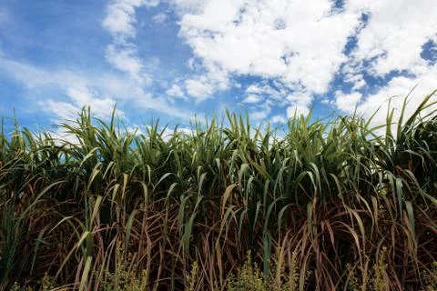 Sugarcane with sky. Foto stock