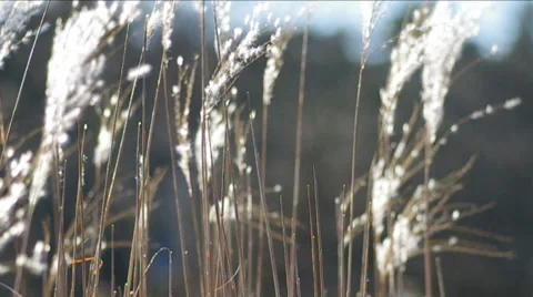 Sugarcane Spring field. Stock Footage 47928047