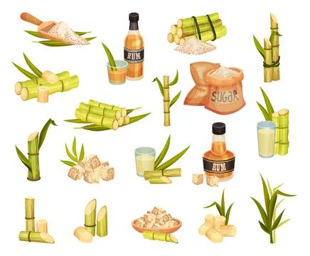 Sugarcane with Stem Leafy Plant, Rum Bottle and Sugar Big Vector Set Illustrazione stock