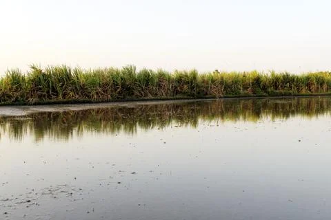 Sugarcane sugar cane crop field Foto stock