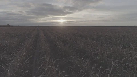 Sugarcane sun set Stock Footage