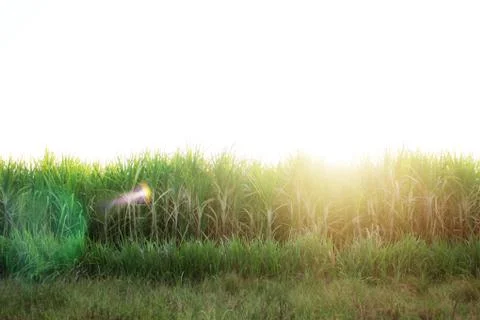 Sugarcane at sunlight. Stock Photos