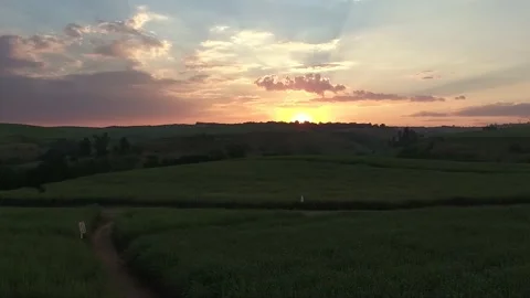 Sugarcane sunset Stock Footage 131221466