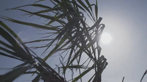 Sugarcane Sway, Sun And Wind Stock Footage 322023322