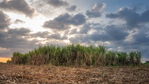 Sugarcane timelapse with 4K Cloud and Sky Scene Stock Footage 98919476