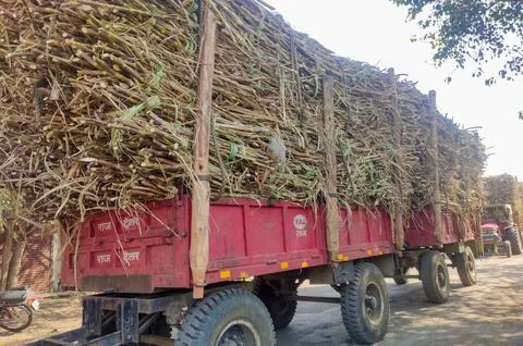 Sugarcane Tractor Stock Photos
