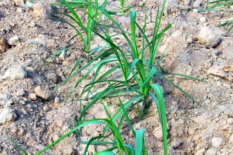 Sugarcane trees Stock Photos