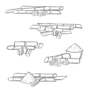 Sugarcane. Vector illustration. Illustrazione stock