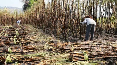 Sugarcanecutting HD Stock Footage 122064950