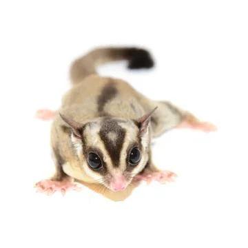 Sugarglider isolated on white Stock Photos