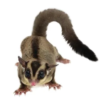 Sugarglider Foto stock