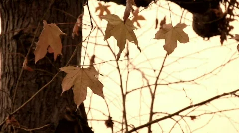 Sugarmaple 01 Stock Footage 342315