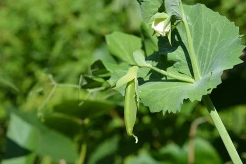Sugarsnap Peas Stock Photos