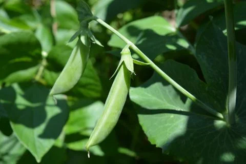 Sugarsnap Peas Stock Photos