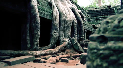 Suggestive ancient tree roots in angkor wat temple dolly camera 스톡 동영상 63609140