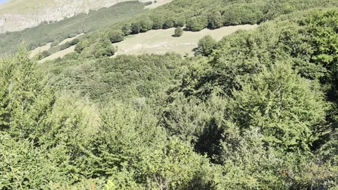 A suggestive green clearing opens up among the thick trees 스톡 동영상 344967988