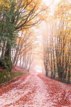 Suggestive path in a beech forest in the presence of fog, on the Madonie moun Stock Photos