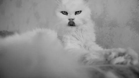 Suggestive portrait of a cute lazy old white cat Stock Footage 220059567