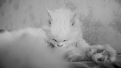 Suggestive portrait cute lazy old white cat who washes herself with her tongue. Stock Footage 220347452