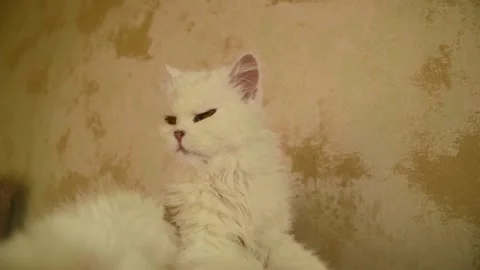 Suggestive portrait of a cute lazy white old cat yawning while looking at you Stock Footage 219868465