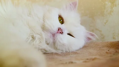 Suggestive portrait of a cute lazy white old cat blinking at you. Stock Footage 220059258