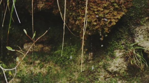 Suggestive pushed slow motion. Drops of water falling from the moss. Detail Stock Footage 64742327