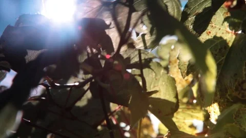 Suggestive sun on maplee leaf Stock Footage 113094914
