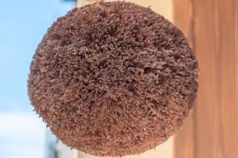 Sugitama Cedar Ball Stock Photos