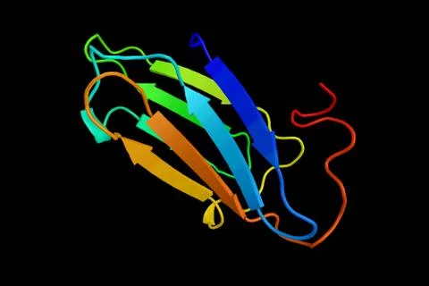 SUGT1, a protein involved in kinetochore function and required for the G1/S.. Illustration