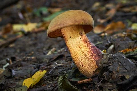 Suillellus mendax Stock Photos