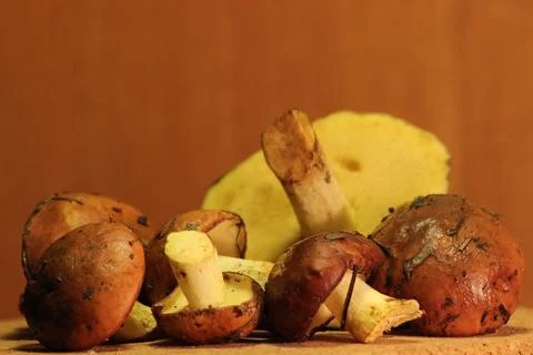 Suillus luteus Stock Photos