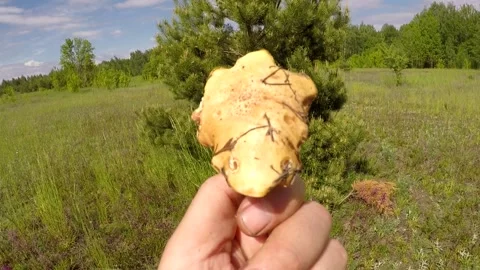Suillus, meadow, pine Video stock 131395724