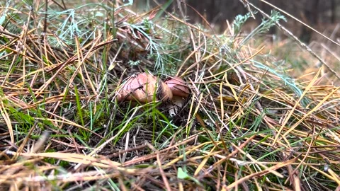 Suillus mushroom in the forest. Young Suillus mushroom growing in the forest. A Stock-Footage 262972017