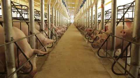 SUÍNOS - UPL Video stock 34315465