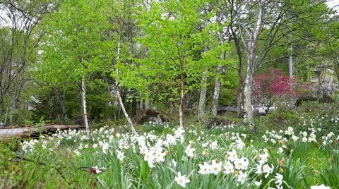 Suisen3 Stock Footage 11190725