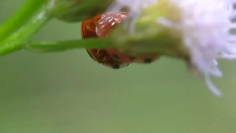 Suitable place to mating. Stock Footage 247386215