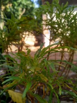 A suitable tree for the yard Photos