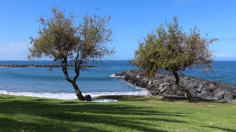 Suitcase left under a tree in a beach with lawn. Stock Footage 99654711