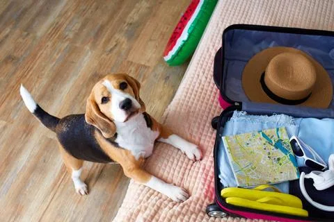 Suitcase with things for summer holidays on the bed, a beagle dog in the b... Stockfoto's