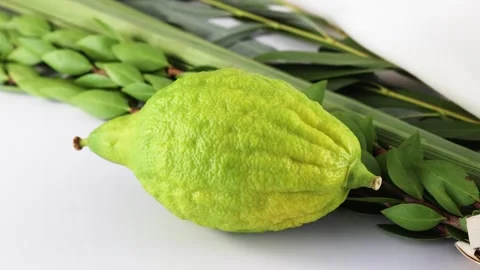 Sukkot Symbols. A composition featuring Sukkot items like an etrog, lulav, and Видео 317938304
