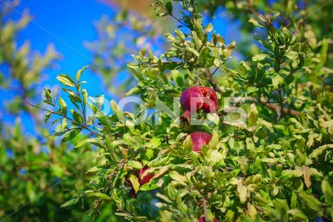 Sukkoth Ripe Pomegranate tree in Jerusalem, Israel Stock Photos