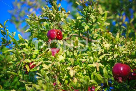 Sukkoth Ripe Pomegranate tree in Jerusalem, Israel Stock Photos