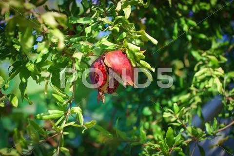 Sukkoth Ripe Pomegranate tree in Jerusalem, Israel Stock Photos